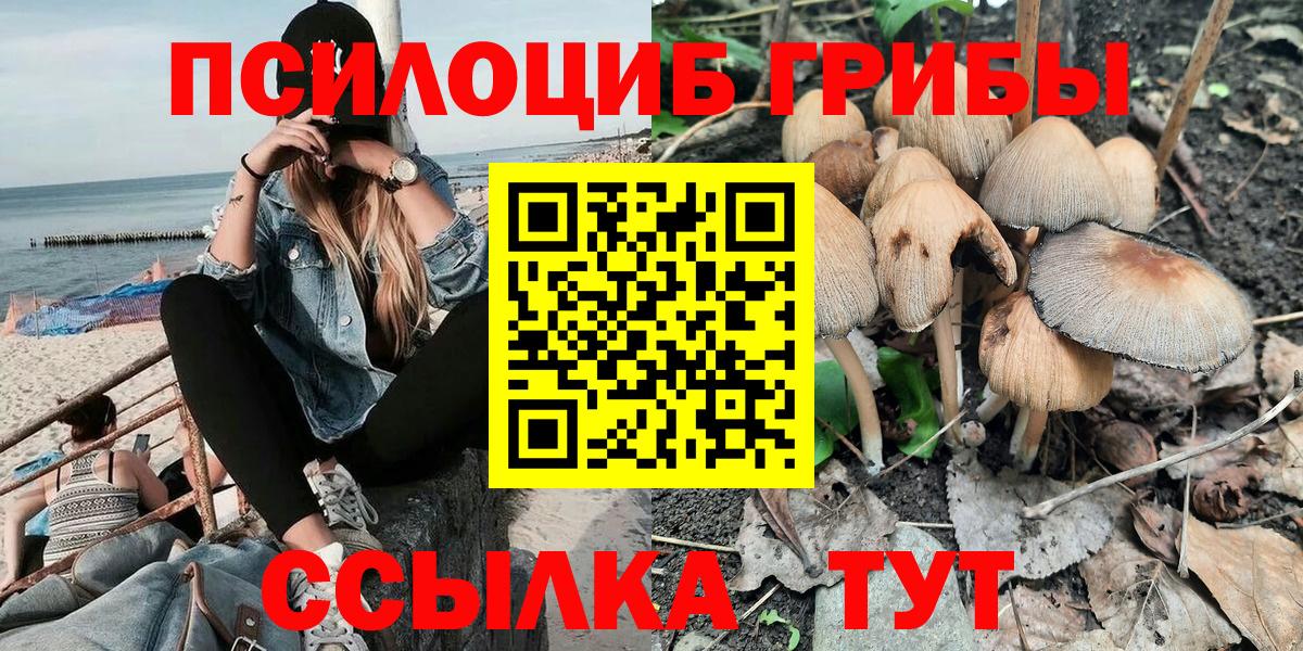 Псилоцибиновые грибы Psilocybe Елец